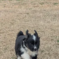 Diamond , a female Miniature Australian Shepherd for sale in Canton, TX – Photo 4 of 10