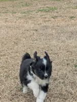 Mini Aussie 4, a female Miniature Australian Shepherd for sale in Canton, TX – Photo 4 of 10