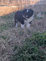 Mini Aussie 4, a female Miniature Australian Shepherd for sale in Canton, TX – Photo 2 of 10