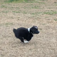 Diamond , a female Miniature Australian Shepherd for sale in Canton, TX – Photo 5 of 10
