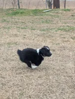 Mini Aussie 4, a female Miniature Australian Shepherd for sale in Canton, TX – Photo 5 of 10