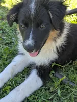 Diamond , a female Miniature Australian Shepherd for sale in Canton, TX – Photo 2 of 8