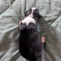 Diamond , a female Miniature Australian Shepherd for sale in Canton, TX – Photo 10 of 10