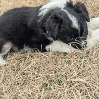 Diamond , a female Miniature Australian Shepherd for sale in Canton, TX – Photo 3 of 10