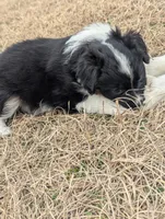 Mini Aussie 4, a female Miniature Australian Shepherd for sale in Canton, TX – Photo 3 of 10
