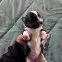 Diamond , a female Miniature Australian Shepherd for sale in Canton, TX – Photo 9 of 10