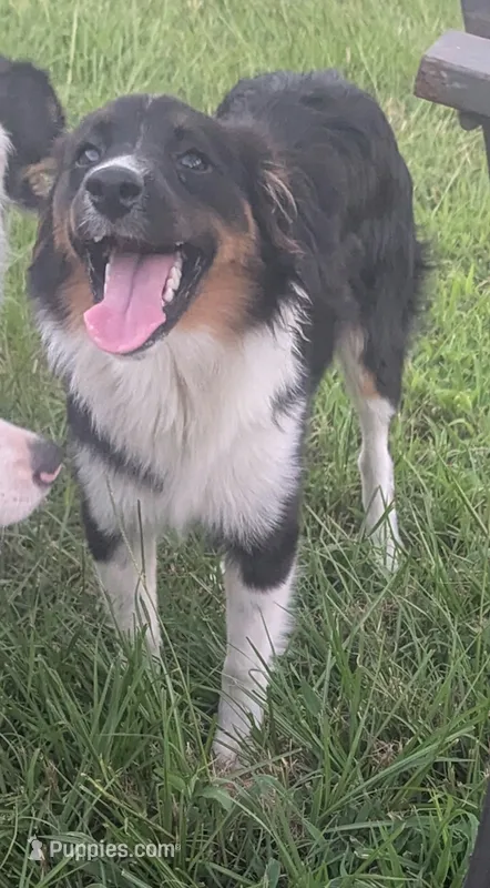 Diamond  – Miniature Australian Shepherd puppy for sale in Canton, TX