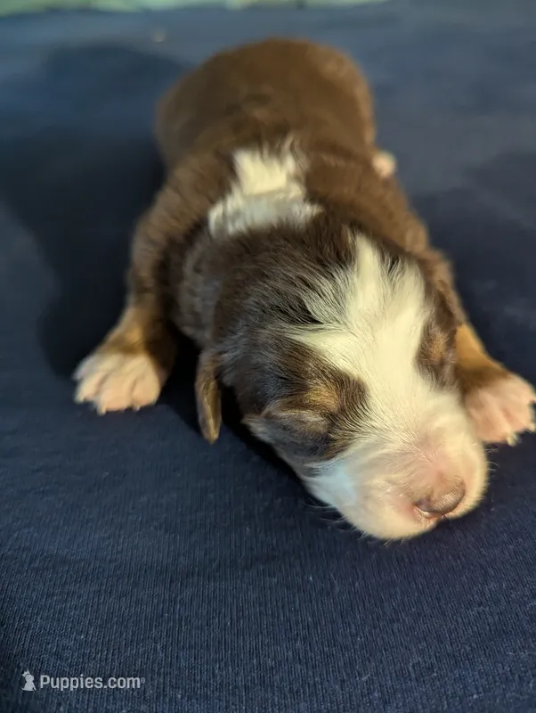 Red Tri Boy – Miniature Aussiedoodle puppy for sale in Canton, TX