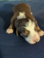 Red Tri Boy, a male Miniature Aussiedoodle for sale in Canton, TX – 1 of 3