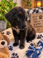 Mini Aussie Corgi , a male Pembroke Welsh Corgi and Miniature Australian Shepherd for sale in Canton, TX – 3 of 3