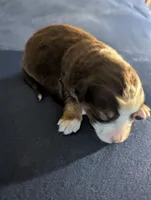 Red Tri Boy, a male Miniature Aussiedoodle for sale in Canton, TX – 2 of 3