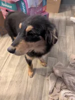 Merryweather, a female Great Pyrenees and Miniature Australian Shepherd for sale in Canton, TX – 5 of 5