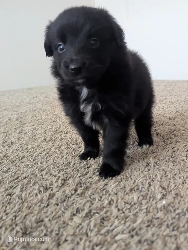 Sleek Boy – Miniature Aussiedoodle puppy for sale in Canton, TX