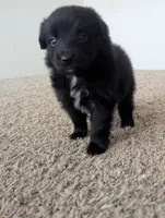 Sleek Boy, a male Miniature Aussiedoodle for sale in Canton, TX – 3 of 10