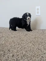 Surfer Girl, a female Miniature Aussiedoodle for sale in Canton, TX – 3 of 10