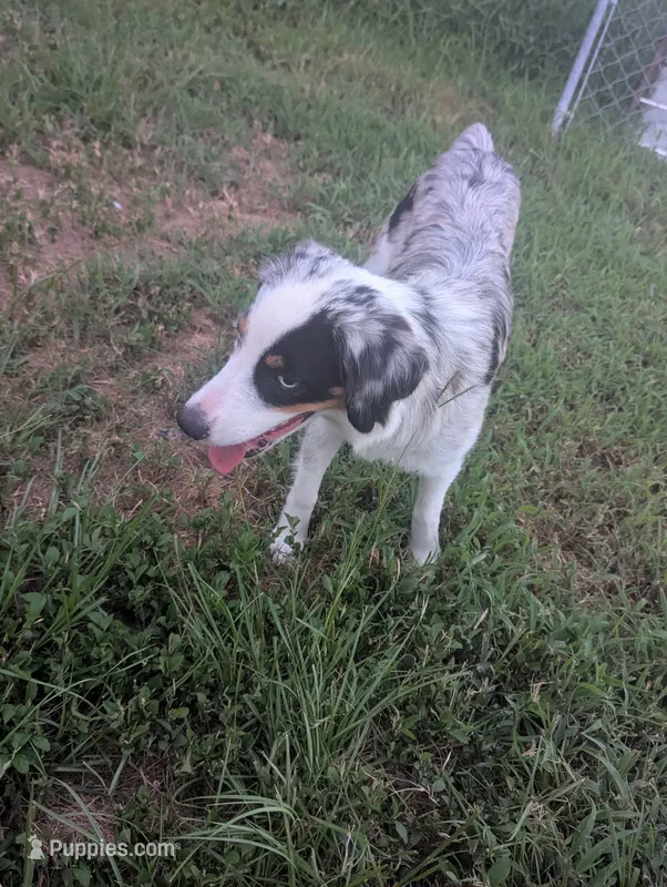 Crystal  – Miniature Australian Shepherd puppy for sale in Canton, TX