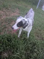 Crystal , a female Miniature Australian Shepherd for sale in Canton, TX – 1 of 10