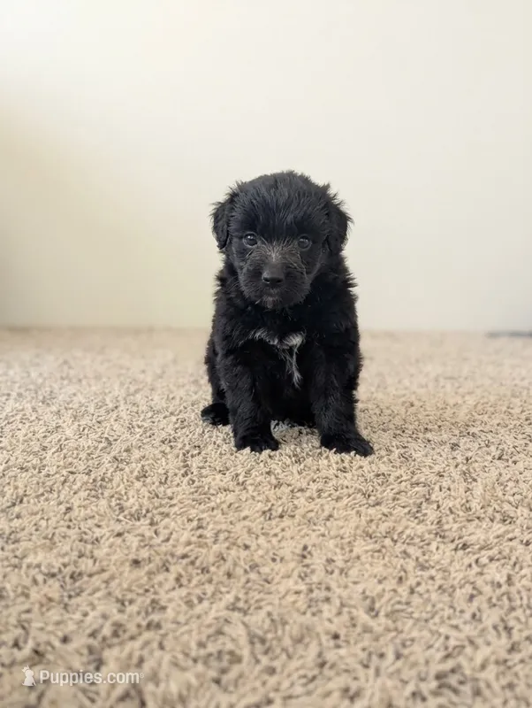 Curly Girl  – Miniature Aussiedoodle puppy for sale in Canton, TX