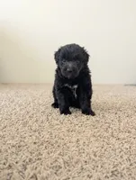 Curly Girl , a female Miniature Aussiedoodle for sale in Canton, TX – 2 of 6