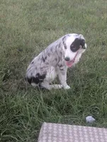 Crystal , a female Miniature Australian Shepherd for sale in Canton, TX – 2 of 10