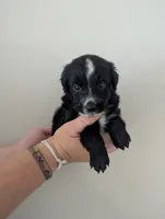 Sleepy Boy, a male Miniature Aussiedoodle for sale in Canton, TX – 3 of 6