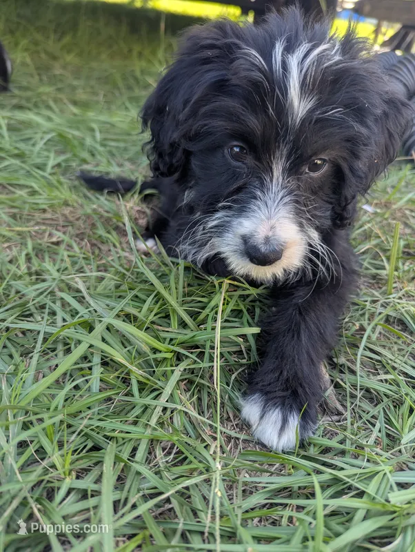 Surfer Girl – Miniature Aussiedoodle puppy for sale in Canton, TX