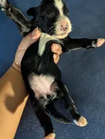Surfer Girl, a female Miniature Aussiedoodle for sale in Canton, TX – 3 of 3