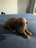Cocoa Boy, a male Miniature Aussiedoodle for sale in Canton, TX – 2 of 3