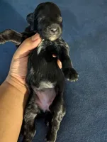 Curly Girl , a female Miniature Aussiedoodle for sale in Canton, TX – 3 of 3
