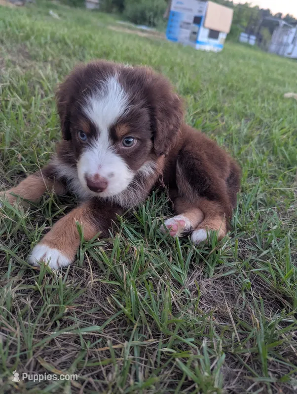 Red Tri Boy – Miniature Aussiedoodle puppy for sale in Canton, TX