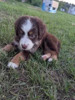 Red Tri Boy, a male Miniature Aussiedoodle for sale in Canton, TX – 1 of 8