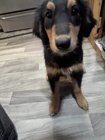 Merryweather, a female Great Pyrenees and Miniature Australian Shepherd for sale in Canton, TX – 2 of 5