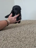 Sleek Boy, a male Miniature Aussiedoodle for sale in Canton, TX – 7 of 10