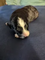 Surfer Girl, a female Miniature Aussiedoodle for sale in Canton, TX – 2 of 3