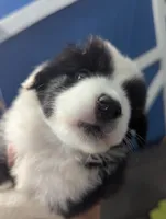 Mini Aussie Corgi, a female Pembroke Welsh Corgi and Miniature Australian Shepherd for sale in Canton, TX – 2 of 4