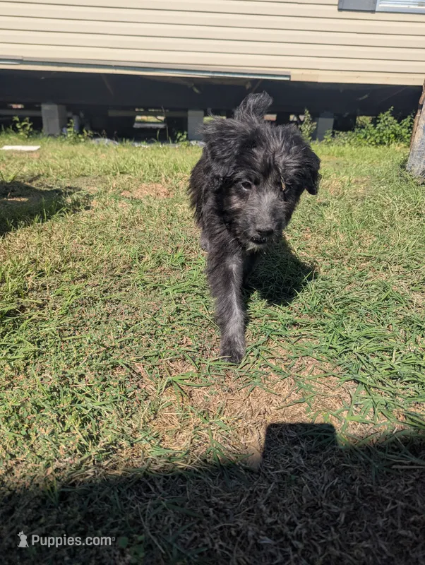 Curly Girl  – Miniature Aussiedoodle puppy for sale in Canton, TX