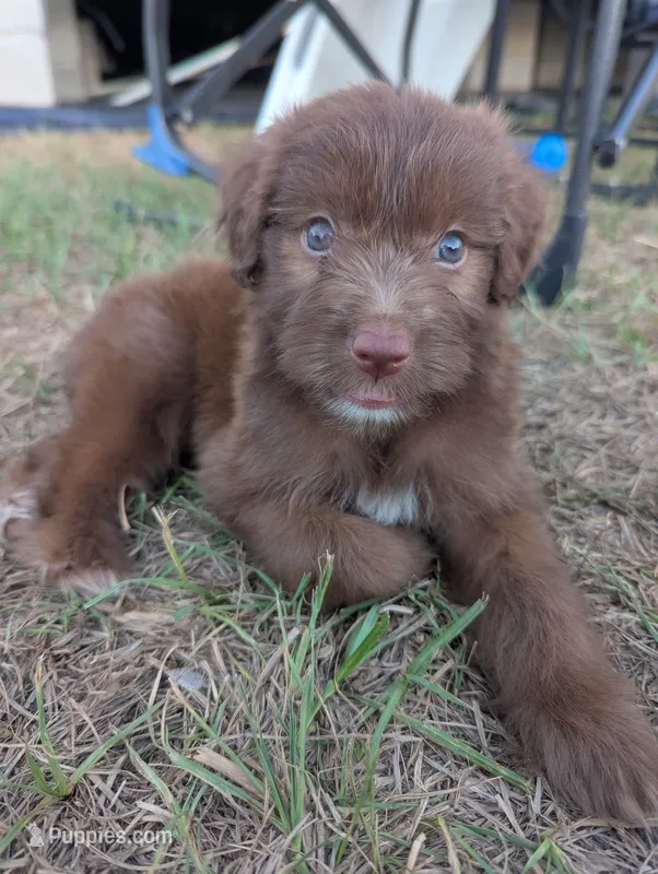 Cocoa Boy – Miniature Aussiedoodle puppy for sale in Canton, TX
