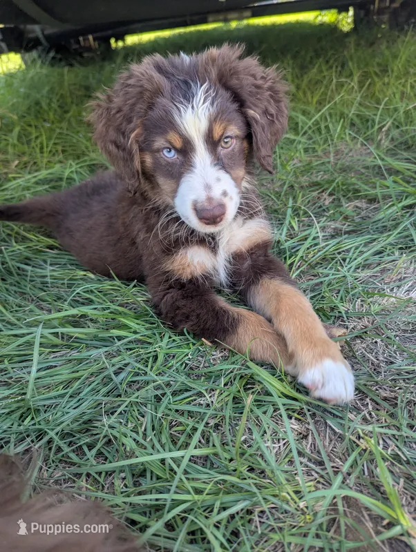 Red Tri Boy – Miniature Aussiedoodle puppy for sale in Canton, TX