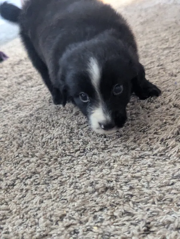 Big Boy – Miniature Aussiedoodle puppy for sale in Canton, TX