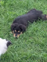 Merryweather, a female Great Pyrenees and Miniature Australian Shepherd for sale in Canton, TX – Photo 2 of 8
