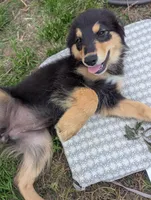 Merryweather, a female Great Pyrenees and Miniature Australian Shepherd for sale in Canton, TX – Photo 1 of 8
