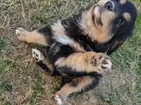 Merryweather, a female Great Pyrenees and Miniature Australian Shepherd for sale in Canton, TX – Photo 4 of 5