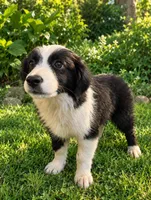 Mini Aussie Corgi, a female Pembroke Welsh Corgi and Miniature Australian Shepherd for sale in Canton, TX – 3 of 8