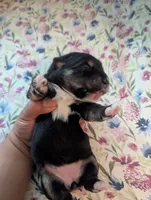Mini Aussie Corgi, a female Pembroke Welsh Corgi and Miniature Australian Shepherd for sale in Canton, TX – 1 of 1