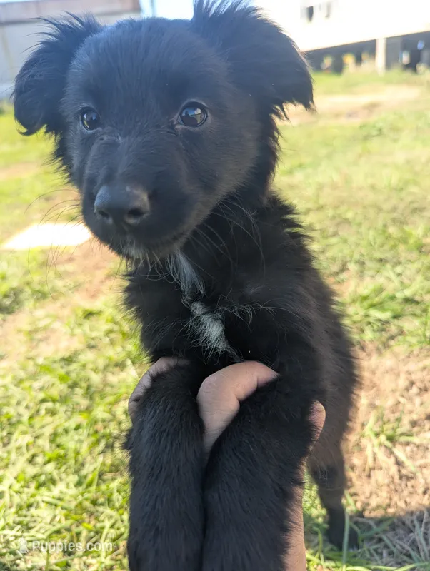 Sleek Boy – Miniature Aussiedoodle puppy on hold in Canton, TX