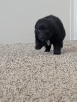 Sleek Boy, a male Miniature Aussiedoodle for sale in Canton, TX – 6 of 10
