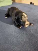 Tiny Girl, a female Miniature Aussiedoodle for sale in Canton, TX – 2 of 3