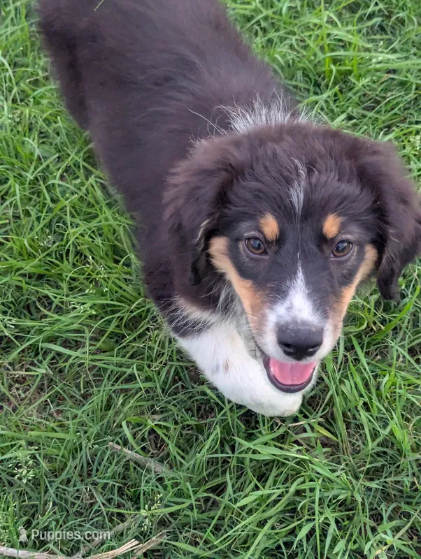 Belle – Great Pyrenees, Miniature Australian Shepherd puppy for sale in Canton, TX
