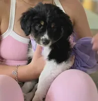 Belle, a female Great Pyrenees and Miniature Australian Shepherd for sale in Canton, TX – Photo 1 of 3