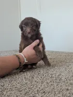 Cocoa Boy, a male Miniature Aussiedoodle for sale in Canton, TX – 5 of 8